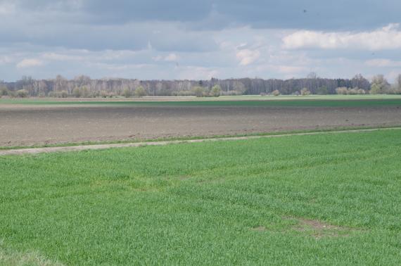 Wechsel von im Vordergrund liegender Grasfläche zu Äckern und Wiesen, die bis zu einem Wald im Hintergrund reichen. Davor verläuft noch eine Linie von Baumgruppen und Alleebäumen.