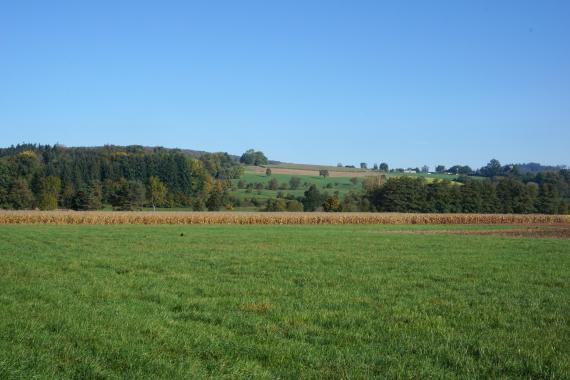 Blick über eine flache grüne Wiese mit einem Maisfeld als hintere Begrenzung. Zum Hintergrund hin erhebt sich ein teils bewaldeter, teils von Äckern und Wiesen bedeckter Bergrücken.