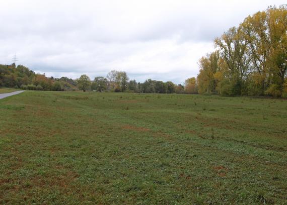 Unter wolkigem Himmel breitet sich eine flache, leicht streifige Wiese mit einzelnen braunen Stellen aus. Ein Wald links sowie Bäume mittig und rechts begrenzen die Wiese.