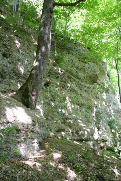 Deckenschotter-Konglomerat an der Schulter des Deggenhauser Tals Blick auf die Kante eines Steilhanges. Das Gestein ist stark bemoost. Über und an dem Hang wachsen Bäume.