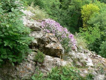 Rohböden auf Kalksteinfels im Gutenberger Tal südlich von Lenningen-Schopfloch Nahaufnahme eines von dichtem Bewuchs umgebenen bräunlich grauen Felsen. Das von links oben nach rechts unten abgeschrägte Gestein hat Spalten und Risse. Auf einer etwas angehobenen „Nase“ wachsen lila Blumen.