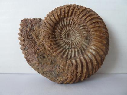 Parkinsonia schloenbachi, Sengenthal-Formation, Baugrube Oberdorf am Ipf Nahaufnahme eines bräunlich grauen Fossils mit spiralförmigem Gehäuse. Links ist ein Teil der ringförmigen, das Gehäuse umlaufenden Segmente verloren gegangen.