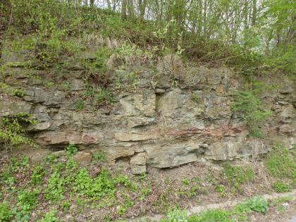 Aufschluss in der Angulatensandstein- und Arietenkalk-Formation (Unterjura) an der Straße Wasseralfingen–Hüttlingen im Kochertal Blick auf eine stark zugewachsene, halbhohe Gesteinswand. In den sichtbaren, grauen Gesteinsblöcken ist unterhalb der Bildmitte ein rötlicher Streifen zu erkennen.