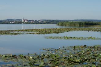 Blick auf einen größeren See. Im Vorder- und Mittelgrund sind Ansammlungen von Wasserpflanzen zu sehen, die wie Teppiche auf der Wasseroberfläche liegen. Im Hintergrund ist ein besiedeltes Ufer zu erkennen. 