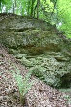 Blick auf einen im Wald liegenden felsartigen Hang, der nach rechts abfällt. Kies und Steine sind mit Erde zu einer grünlich grauen Masse vermischt.