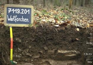 Das Foto zeigt ein Bodenprofil unter Wald. Es handelt sich um ein Musterprofil des LGRB. Das vier Horizonte umfassende Bodenprofil ist nur etwa 30 cm tief.