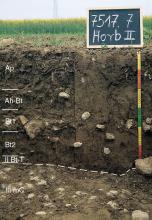 Das Foto zeigt ein Bodenprofil unter einem Getreidefeld. Es handelt sich um ein Musterprofil des LGRB. Das sechs Horizonte umfassende und von Steinen durchsetzte Profil ist etwa 80 cm tief.