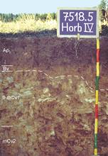 Das Foto zeigt ein Bodenprofil unter Acker. Es handelt sich um ein Musterprofil des LGRB. Das vier Horizonte umfassende Bodenprofil ist über 80 cm tief.