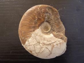 Nahaufnahme eines versteinerten Kopffüßers mit spiralförmigem Gehäuse. Der obere Teil des Fossils ist braun, der untere Teil weißlich.