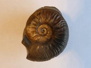 Nahaufnahme eines versteinerten Kopffüßers vor hellem Hintergrund. Das spiralförmige Gehäuse des Fossils ist schokoladenbraun. An der Oberfläche des Gehäuses sind Kerben und Wulste zu erkennen.