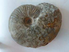 Nahaufnahme eines versteinerten Kopffüßers vor hellem Hintergrund. Das Gehäuse des Fossils ist hellgrau und nach unten und rechts wulstig aufgebläht. Auf der Oberfläche sind zahlreiche Flecken mit dunklen Rändern verteilt.
