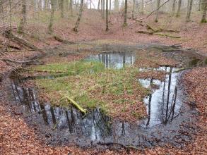 Blick auf eine runde Senke im Wald, die von Pflanzenwuchs, welkem Laub und Wasser bedeckt ist.