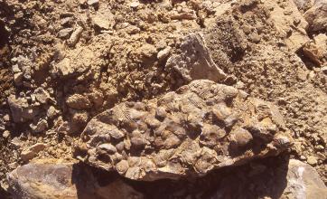 Nahaufnahme eines rechteckigen Steines mit unregelmäßigen Kanten und wie aufgeklebt wirkenden Bruchstücken von Fossilien, Muschelschalen oder kleinen Steinchen. Der bräunliche Stein ist eingebettet in Gesteinsschutt.