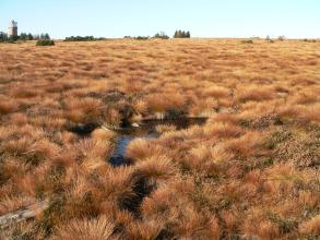 Blick auf eine hochliegende Moorlandschaft, die aus bräunlichen Grasbüscheln besteht. Im Vordergrund ist zwischen dem Gras etwas Wasser sichtbar. Hinten verteilen sich ein paar Bäume, links steht zudem ein Aussichtsturm.