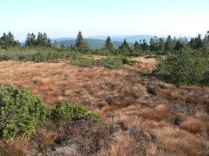 Blick auf eine hochliegende Moorlandschaft, die aus bräunlichem Gras, Bäumen und Sträuchern besteht. Ganz im Hintergrund sind bewaldete Berge zu sehen, die fast auf gleicher Höhe sind wie das Moor.