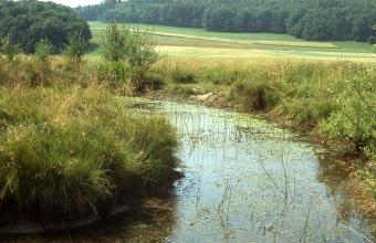 Auf dem Bild ist ein von Wasserpflanzen besiedelter schmaler Fluss zu sehen, der in einem Bogen von links hinten auf den Betrachter zukommt. Die Ufer zu beiden Seiten sind mit hohem Gras und Sträuchern bewachsen. Im Hintergrund liegen Waldgebiete.