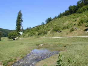 Blick auf eine kleine, teichartige Quelle inmitten einer grünen Wiese. Die Quelle, die zum Vordergrund hin als Bach weiterfließt, ist durch einen Fahrweg von einem bewaldeten, nach rechts ansteigenden Hügel abgegrenzt.