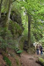 Blick auf eine sich links auftürmende Felswand an einem Waldhang. Das dunkelgraue Gestein ist stark mit Moos überzogen. Rechts, vor einem hohen Baum, liegen Felsblöcke, um die ein Pfad herumführt.