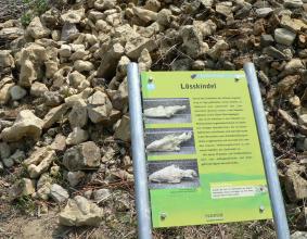 Geo-Pfad Eichstetten – Station Lösskindel Blick auf eine kleine farbige Schautafel mit Informationen und Bildern zu Lösskindeln. Die Tafel steht vor angesammeltem hellem Gesteinsschutt am Geo-Pfad in Eichstetten.