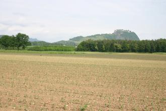 Das Bild zeigt breite kiesige Ackerflächen mit jungen Grünpflanzen, begrenzt von Waldstreifen. Im Hintergrund ein bewaldeter Felsenberg mit Burgruine.