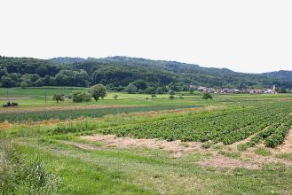 Blick über eine flache, bepflanzte Ackerlandschaft. Nach links hin steigen bewaldete Höhen an.