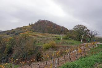 Der Schlossberg von Achkarren von Osten Blick auf einen von Rebanlagen, Bäumen und Büschen durchzogenen Berg. Von links unten kommend führt ein Weg den Berghang hinauf. Rechts, an einem Wegkreuz, gabelt sich der Weg.