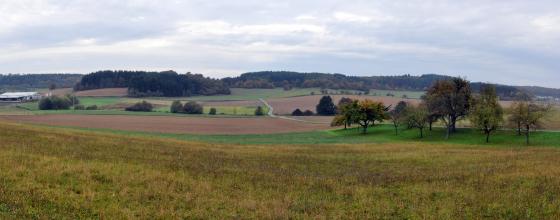 Blick auf eine leicht gewellte Ackerlandschaft mit einzelnen Bäumen und einer Baumgruppe rechts. Die Hügel im Hintergrund sind bewaldet.
