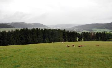 Blick auf eine hochgelegene Wiese mit angrenzendem Waldgürtel. Auf der Wiese weiden mehrere Kühe. Hinter dem Wald sind mehrere bewaldete Bergrücken erkennbar, die sich teilweise in grauem Dunst verlieren.