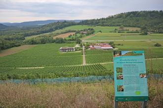 Blick von erhöhtem Standort über einen weiten, abwärts geneigten Hang mit Weinreben. Im Hintergrund steigt ein Gegenhang mit bewaldeter Kuppe auf. Im Vordergrund stellt eine Infotafel ein Weingut vor, das in der Bildmitte zwischen den Weinreben liegt.