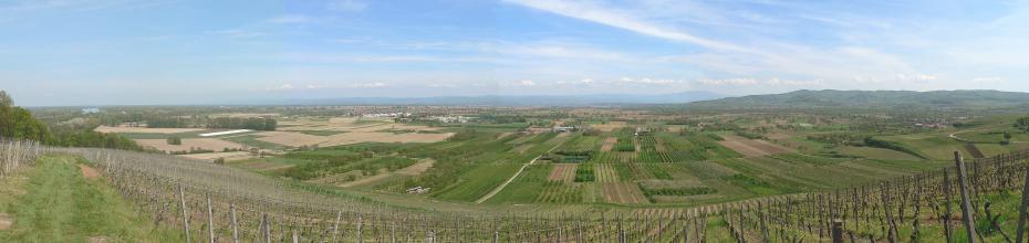 Aussicht vom „Breisgaublick“ am Wissenschaftlichen Lehrpfad Limberg bei Sasbach Panoramablick über Weinberge auf eine weite Landschaft mit Äckern und Pflanzungen. Links ist ein Fluß mit Wald erkennbar, rechts erhebt sich eine bewaldete Bergkette. Rechts im Mittelgrund liegen zudem terrassierte flache Hänge.