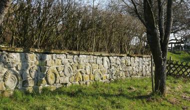 Blick auf eine von links nach rechts verlaufende, halbhohe Steinmauer. Zwischen den grünlich grauen Steinen sind zahlreiche Ammoniten eingelassen. Hinter der Mauer wachsen hohe Sträucher, rechts steht ein Baum.