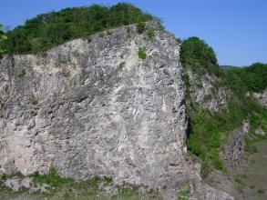 Blick auf einen mehrere Meter hohen Aufschluss aus grauem Gestein mit unruhiger Oberfläche. Rechts neben der Aufschlusswand sowie darüber wachsen kräftig grüne Büsche.
