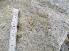 Detailaufnahme einer Trochitenbank. In dem hellen Gestein sind viele kleine, etwas dunklere Fossilien eingeschlossen. Auf dem Handstück liegt ein Maßstab.