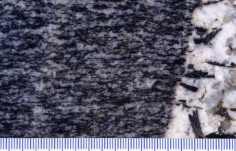 Großaufnahme einer links grau und schwarz gestreiften Gesteinsoberfläche. Rechts ist ein kleiner Teil weiß gefärbt, mit stiftartigen schwarzen Einschlüssen. Am unteren Bildrand verläuft eine Millimeterskala.