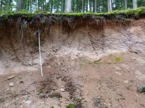 Aufschluss entlang eines Forstweges mit vergrustem, absandendem, graubraunem Granit. Oben steht moosiger Waldboden an.