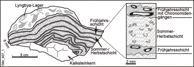 Zweigeteilte. schwarzweiße Schnittzeichnung eines Kalksteines mit Blaualgen auf der Oberseite und hell/dunkler Schichtung darunter (links). Rechts ist eine Vergrößerung der Schichten dargestellt.