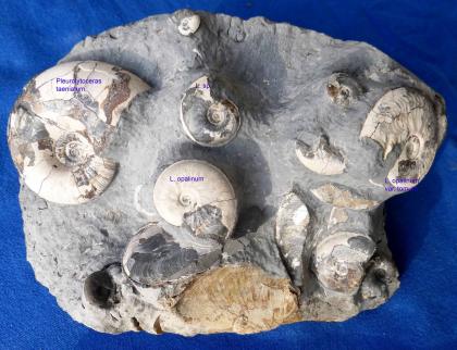 Leioceras opalinum, Pleurolytoceras taeniatum, Opalinuston-Formation, Teufelsloch bei Bad Boll; Foto: V. Dietze Nahaufnahme eines Gesteinsblocks, in den mehrere sipralförmige Gehäuse von Kopffüßern eingebacken sind. Die Gehäuse sind nur wenige Zentimeter groß und unterschiedlich benannt. Ein Maßstab unten dient als Größenvergleich.