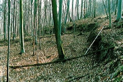 Abrisskante einer Teilscholle im Wald des Wildenberger Hanges (Quelle: Brodbeck, 2010) In der Mitte befindet sich ein maximal metermächtiger Abriss, der das linke tiefere Niveau von dem rechten höheren Niveau trennt.