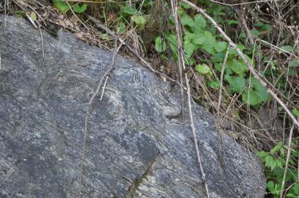 Gneisähnliches Kristallingestein (Migmatit) am Südhang des Freiburger Schlossbergs Das Bild zeigt ein graublaues, von links oben nach rechts unten schräg verlaufendes Gesteinsstück. Auf dem Gestein wachsen Grünpflanzen.