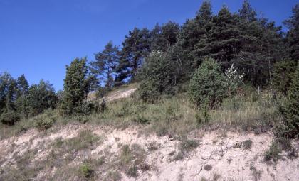 Durch Schafbeweidung geprägte Mergelhänge (Lacunosamergel-Formation) am Nähberg nordwestlich von Burladingen, vorherrschend mit Pararendzinen Das Bild zeigt einen nach rechts ansteigenden, auf der Kuppe bewaldeten Hügel. Im Vordergrund, am unteren Rand des Hügels, zeigen sich viele kahle Stellen und nur spärlicher Bewuchs.