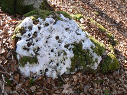„Lochfels“ im Oberjura-Massenkalk bei Veringenstadt Nahaufnahme eines auf einem Laubteppich liegenden, mit Moos bewachsenen löchrigen Felsens. Seiner weißlich grauen Farbe wegen könnte man ihn auch für mit Schnee bedeckt halten.