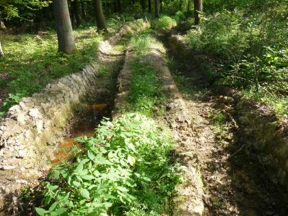 Bodenschäden durch Befahrung staunasser Böden mit schweren Holzerntemaschinen Das Bild zeigt tiefe und breite Fahrzeugspuren in einem Wald. In der Vertiefung links steht teilweise Wasser.