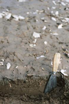 Junger Auenlehm des Neckars nach dem Hochwasser vom 21.03.2002 Leider etwas unscharfe Großaufnahme von graubraunem, nur fingerdickem Bodenmaterial mit eingebetteten hellen Schuttstückchen.