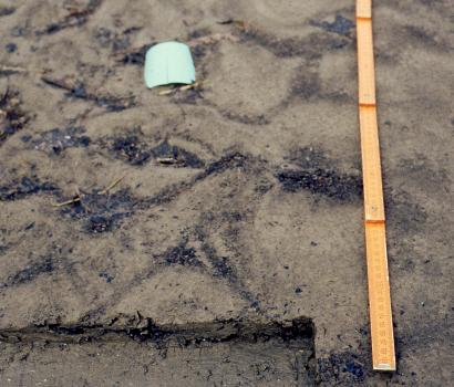 Junges Auensediment des Neckars nach dem Hochwasser vom 21.03.2002 Nahaufnahme von nach Überflutung angeschwemmtem, geripptem Bodenmaterial. Ein aufgelegter Zollstock rechts zeigt die Größenverhältnisse an.