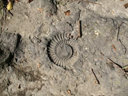 Arietites (Arietenkalk-Formation, Unterjura) im Felsbett der Steinlach in Ofterdingen Nahaufnahme des Abdrucks einer spiralförmigen Schneckenschale in graubraunem Gestein.
