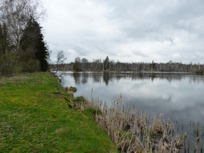 Pfrunger Ried – See in ehemaligem Torfstich Blick auf Ufer und See in einem Moorgebiet. Das Ufer links im Bild ist mit Moos und Schilf bewachsen. Das hintere Ufer ist entlang des Sees bewaldet.