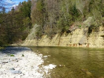 Prallhang der Argen am Flunauer Sack nordöstlich von Achberg Blick auf ein steiles, nach oben hin dicht bewaldetes Flussufer. Im Vordergrund links ist ein Stück des Gegenufers zu sehen, das flach und steinig ist.