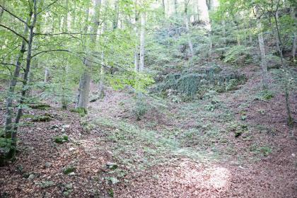 Fels aus Oberem Muschelkalk mit vorgelagerter Rutschungsscholle am Neckartalhang oberhalb des Bollerfelsens bei Oberndorf am Neckar Blick auf einen zum Hintergrund hin ansteigenden steilen Waldhang. Rechts sowie im Vordergrund ist das Gelände felsig, wannenförmig und baumfrei.