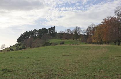Der östliche Anstieg zum Ipf mit der Lindenallee Das Bild zeigt den Anstieg zur Bergkuppe des Ipf mit einer Allee von belaubten Bäumen rechts sowie einer Ansammlung von Nadelbäumen links. Zum Vordergrund hin ist der Berghang baumlos.