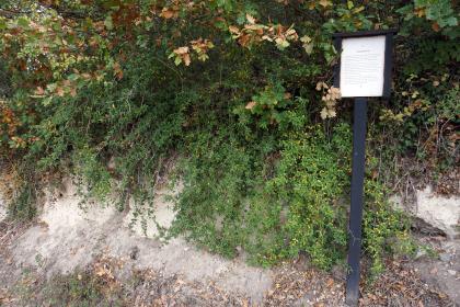 Geologischer Weinlehrpfad Achkarren – Station Lössauflagerung (1) Teilansicht von weißlich grauem Gestein, von oben her stark überwachsen. Rechts steht eine Infotafel als Station des geologischen Weinlehrpfades in Achkarren.